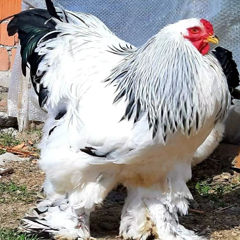 炎陵县婆罗门种蛋受精蛋大型婆罗门鸡可孵化纯种巨型观赏受精鸡蛋可孵化