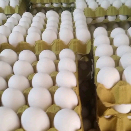 涿州市白壳蛋，干净无破损脏蛋