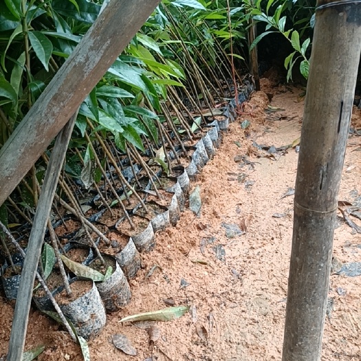 广州荷树