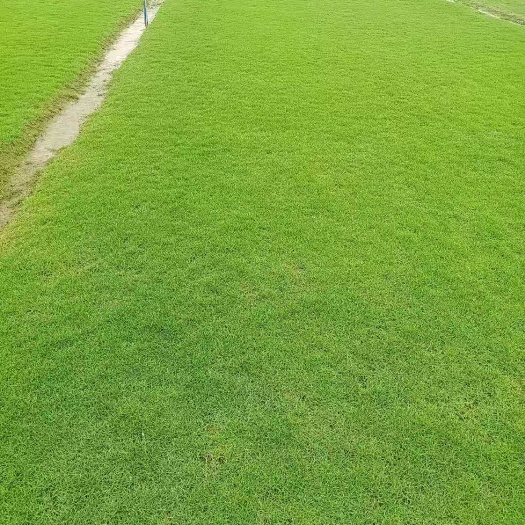 广州广州马尼拉草卷直销