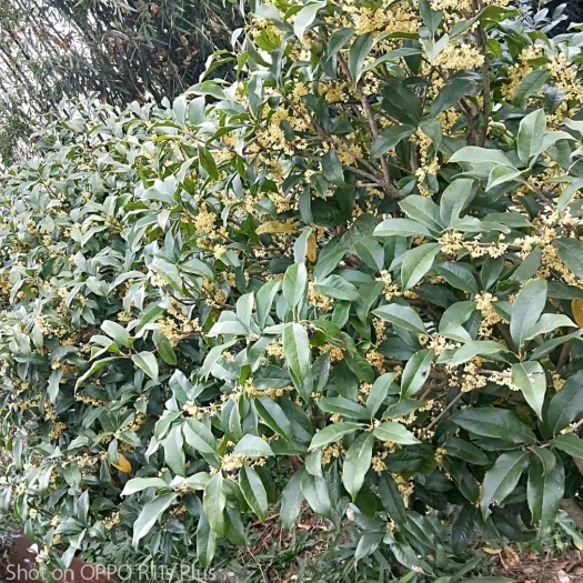 青岛8—10年桂花树