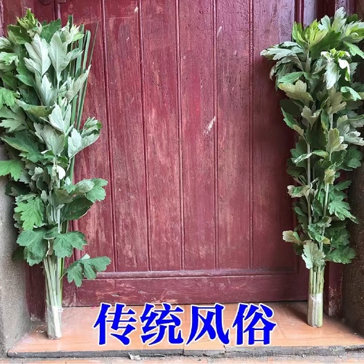 传统习俗端午艾悬挂艾，插门艾草，驱蚊，驱虫