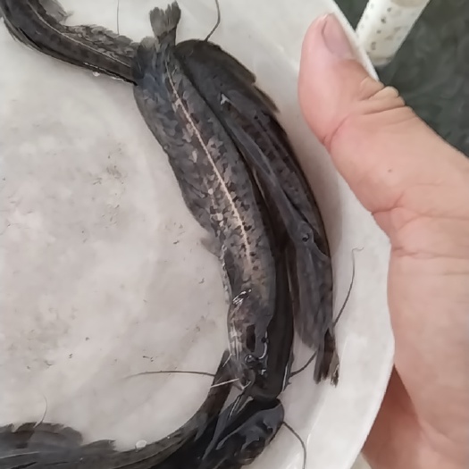 博罗县鲶鱼苗