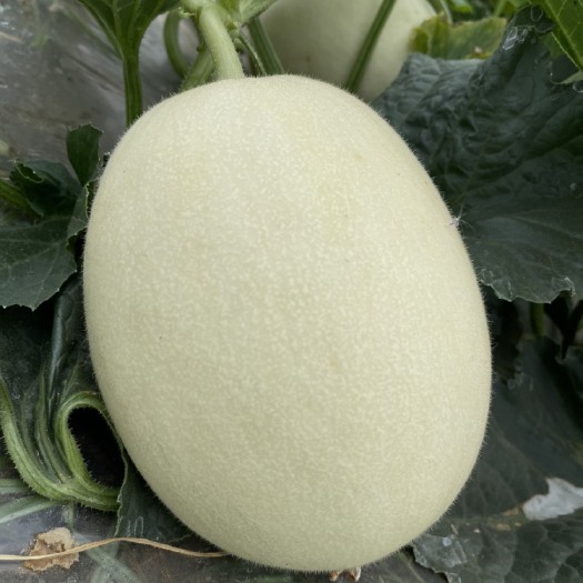 上海冰淇淋玉菇
