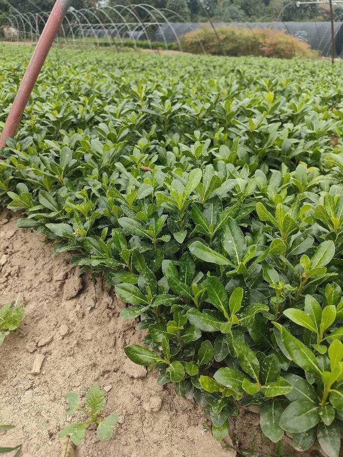 海桐苗球供应各种型号规格海桐出售河南省海桐苗