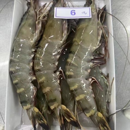活冻黑虎虾 草虾 金刚虾 大虾