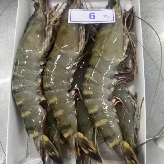 上海活冻黑虎虾 草虾 金刚虾 大虾