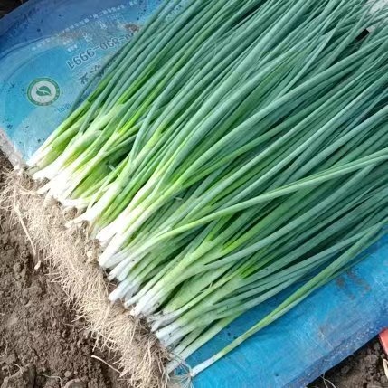 公主岭市香葱大量上市价格美丽质量优良全国代发