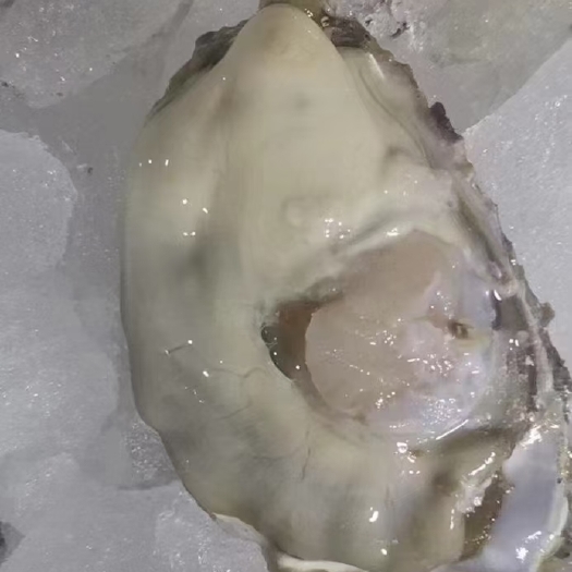 青岛乳山生蚝，蚝中精品。三倍体，货源稳定，自家基地，现捞现发。