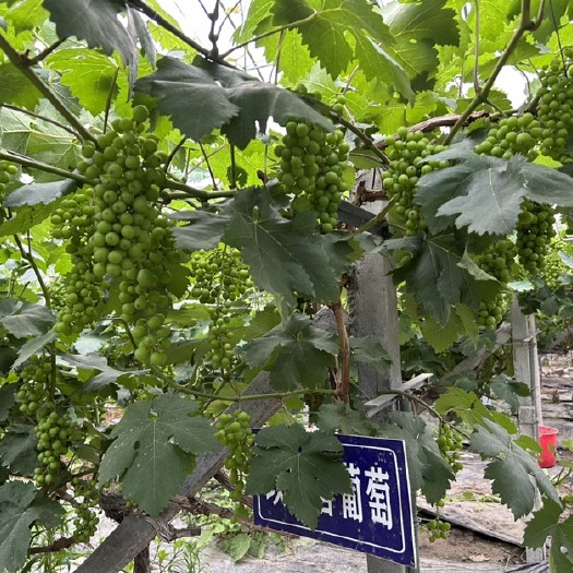 温州出售自营果园，主要出产火龙果葡萄凤梨
