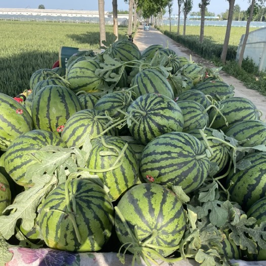南乐县甜王西瓜
