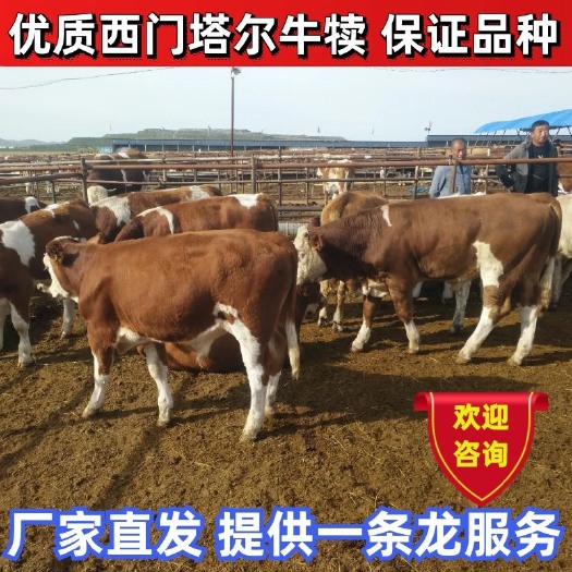 【热卖】西门塔尔牛犊内蒙牧区牛犊 抗病力强保证品种 全国发货