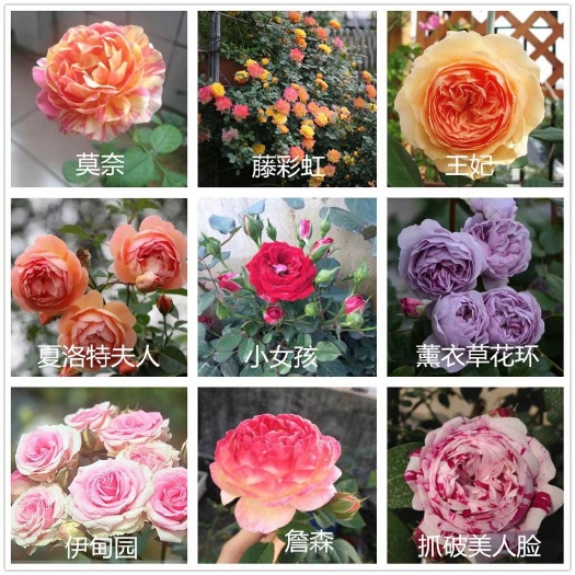 大花月季