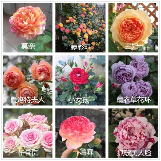 沭阳县大花月季