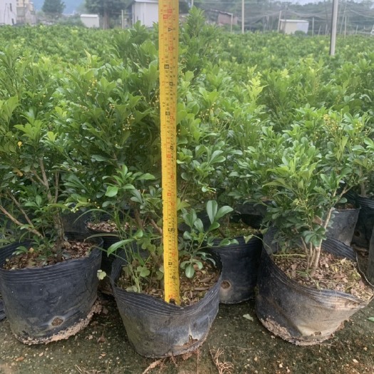 普宁市米兰花盆栽花卉植物米兰四季开花带花苞浓香好养米仔兰盆景绿化