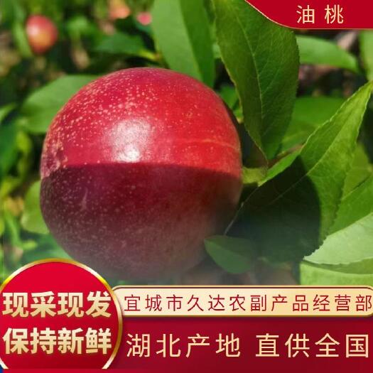 宜城市露天油桃红皮黄心