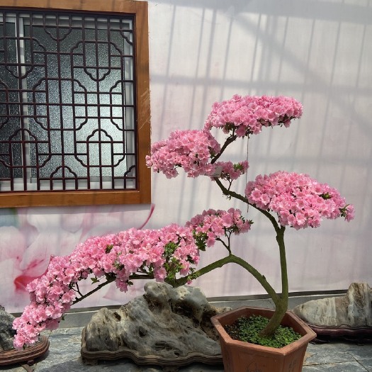 常州东洋杜鹃花原生造型庭院盆景 春鹃