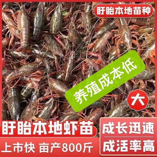 潮州潜江高抗快大淡水小龙虾幼苗养殖成本低产量高小龙虾苗包邮