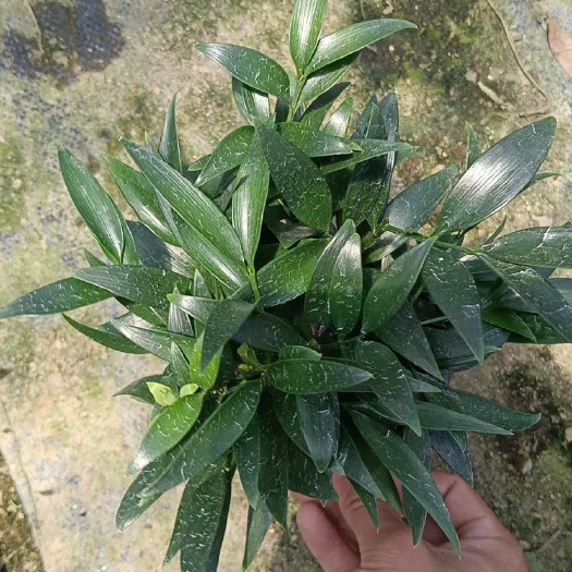 竹柏