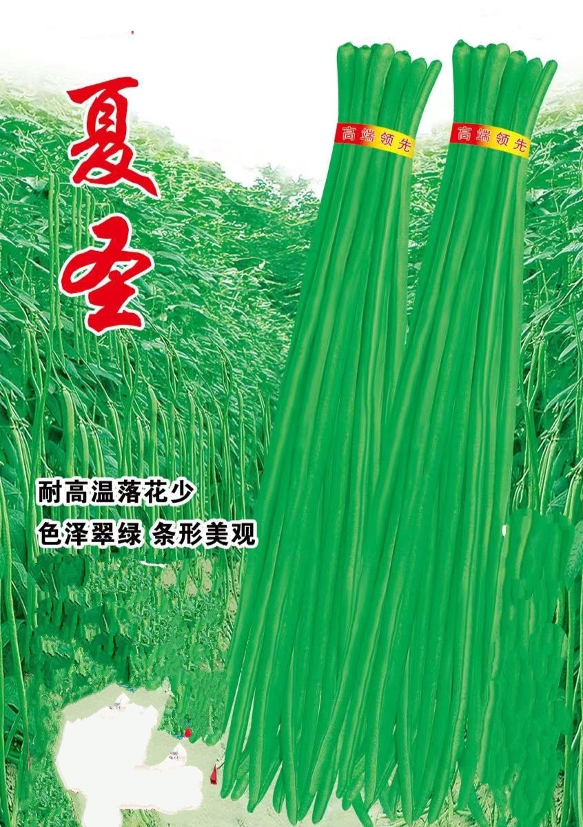郑州耐热翠绿条长豆角种子豇豆种子颜色翠绿肉厚条长无鼠尾夏天不落花
