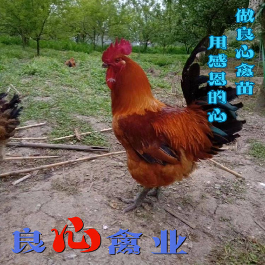 衡阳孵化场直卖大种红瑶鸡青脚麻鸡苗大红公鸡苗另有九斤黄鸡苗黑鸡苗