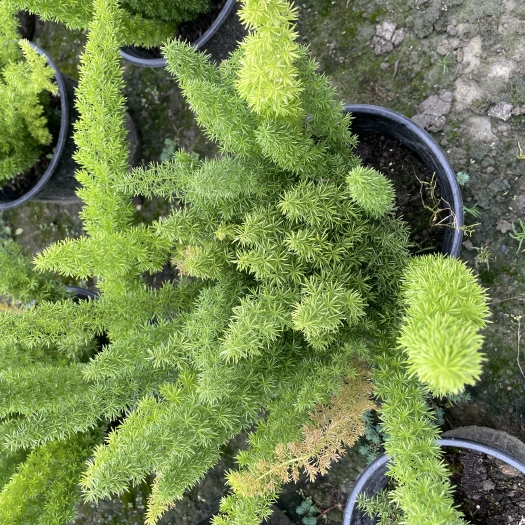 成都蝴尾天门冬