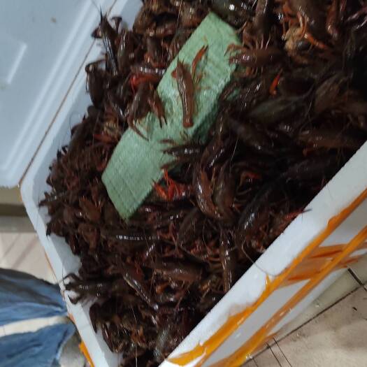潜江市湖北精品潜江小龙虾活性好，底板干净，肉质饱满
