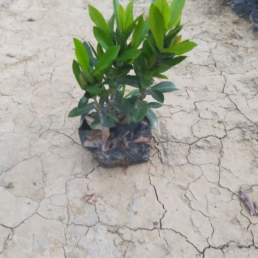 广州龙船花