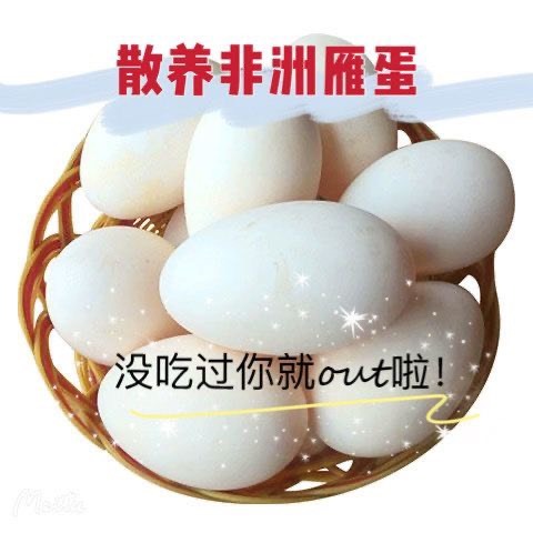 魏县非洲燕蛋