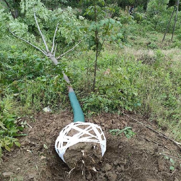 栾树又名灯笼树、摇钱树