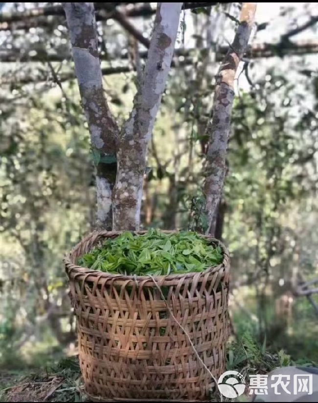 古树茶  云南普洱茶农自销300年古树迷帝岁俸京师单株茶树王