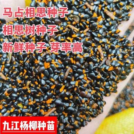 九江新采的马占相思 相思树种子价格 马占相思种子产地行情价格