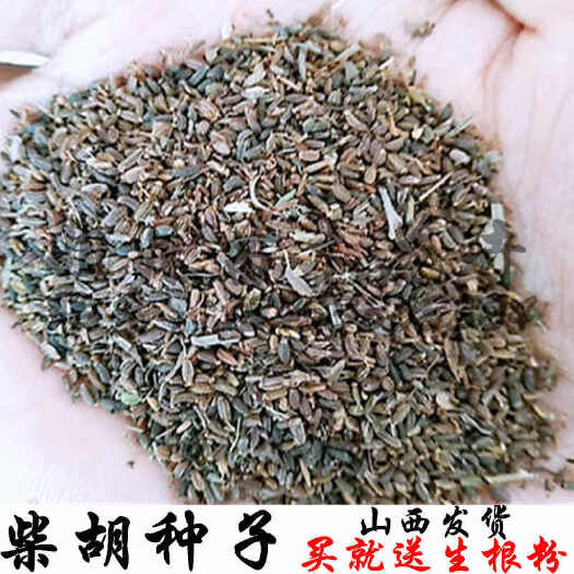 绛县北柴胡种子柴胡籽红柴胡种子黑柴胡种子