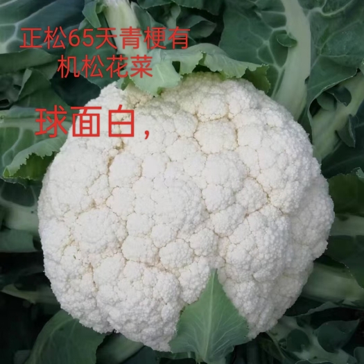 郑州青梗小米粒松花菜65天松花菜种子花椰菜种子单株比重高 现在育