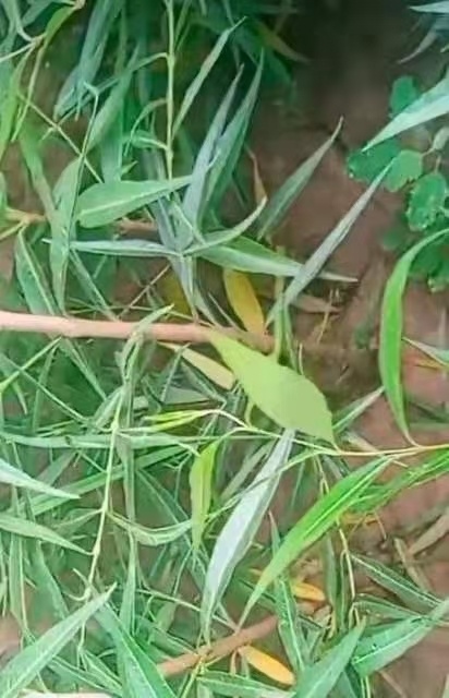 杠柳