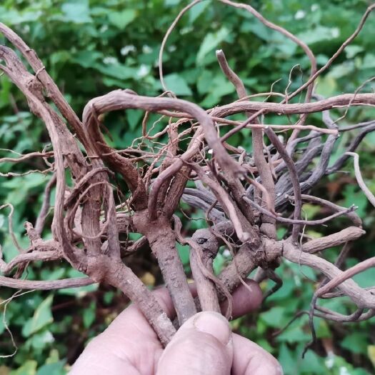 安顺草药八爪金龙 贵州苗家八爪龙根开喉箭500克 天然八爪金龙开