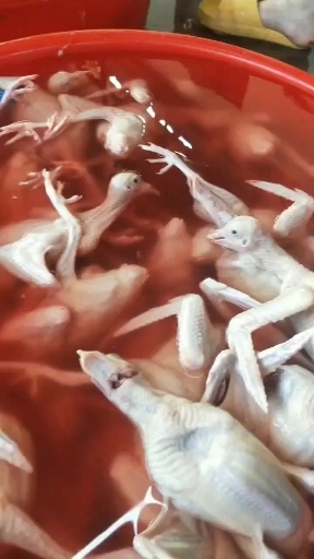 广州鸽肉