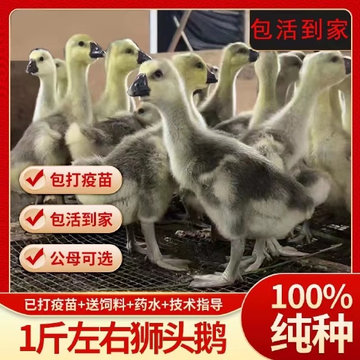 汕头脱温狮头鹅苗，澄海狮头鹅