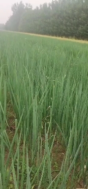 大名县大葱苗