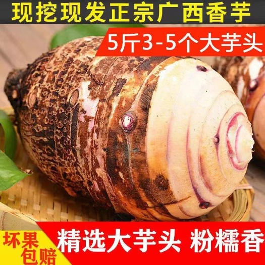 平乐县【粉糯香】广西大芋头新鲜现挖当季香芋紫藤芋头包邮
