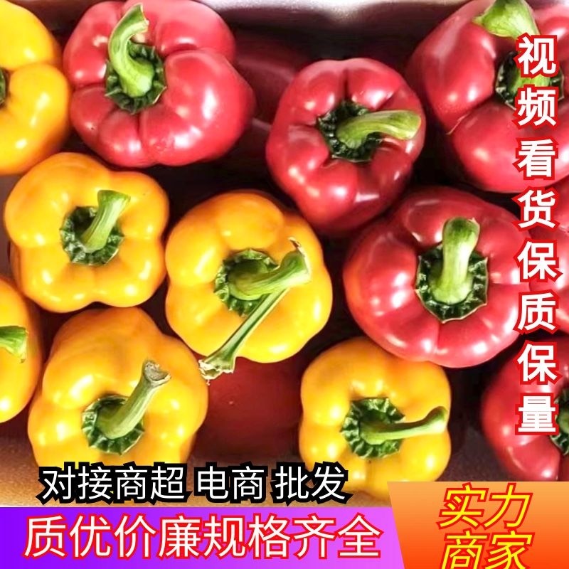 寿光市五彩椒 红黄彩椒大量上市，价格不高，边贸出口，超市电商规格全
