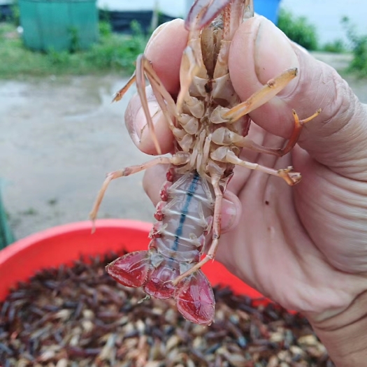 常州小龙虾