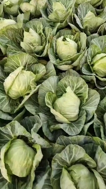 渭南莲花白大量上市了，