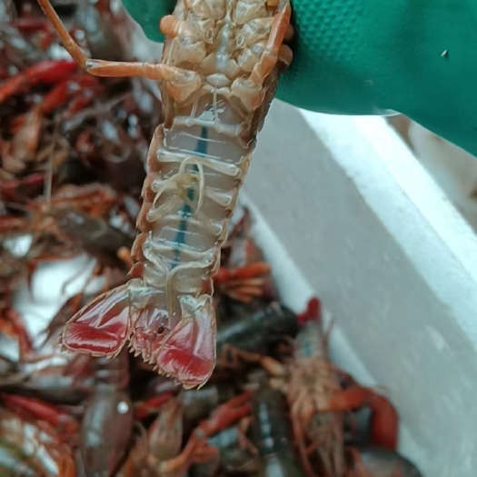 洪湖市洪湖小龙虾 原场地直发 没有中间商赚差价 质量有保证