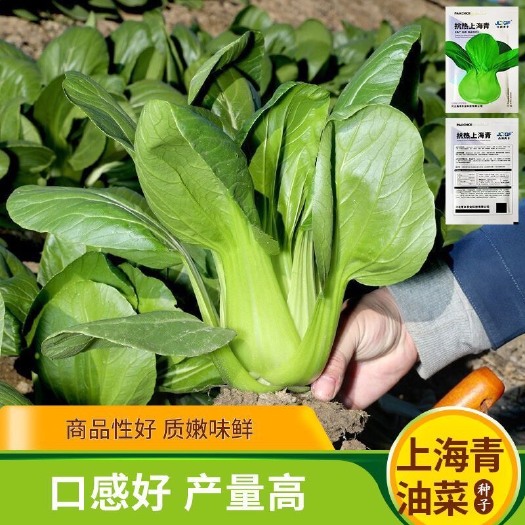 全新上海青种子耐热高温四季播春季家庭农家小油菜籽蔬菜种子大全