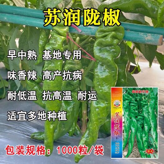 沭阳县辣椒种子苏润陇椒耐低温抗高温螺丝椒种子高产抗病味香辣陇椒种子