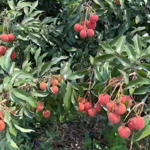 徐闻县白糖罂