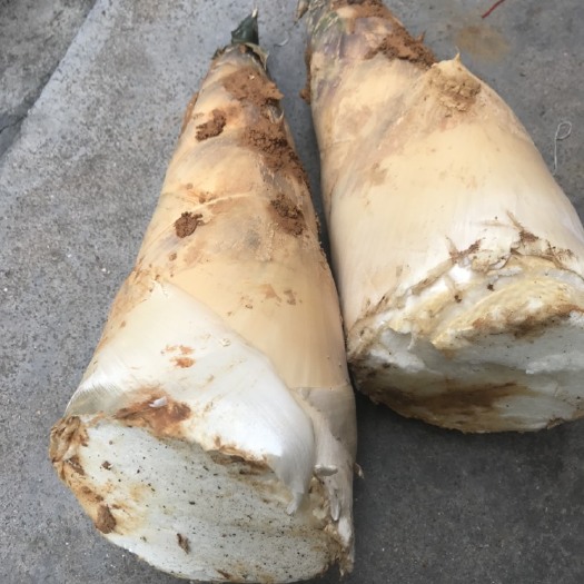 揭阳麻竹笋，