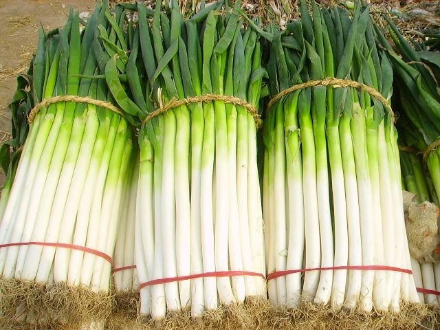 正寧宮河大蔥系列產(chǎn)品—鮮蔥