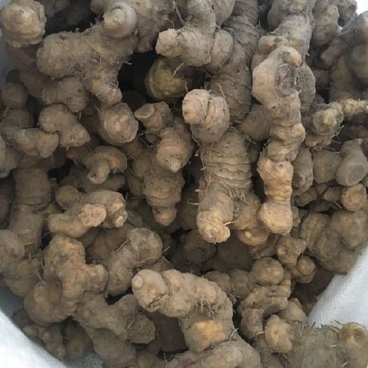 黄精